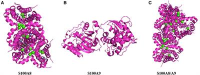 S100a8/A9 proteins: critical regulators of inflammation in cardiovascular diseases